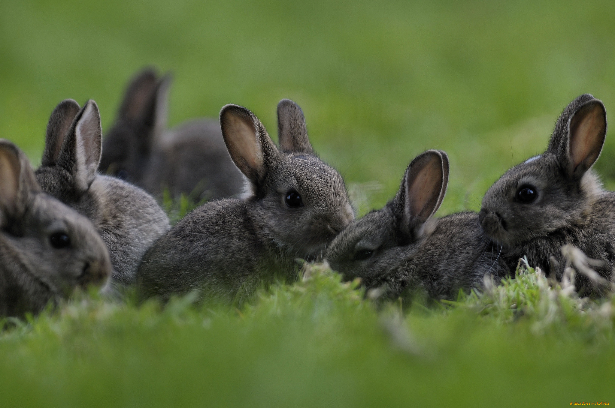 Grass animals. Заяц Русак с зайчатами. Крольчата. Зайчиха с зайчонком. Кролики в природе.